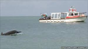 Image result for boat trips to cardigan island